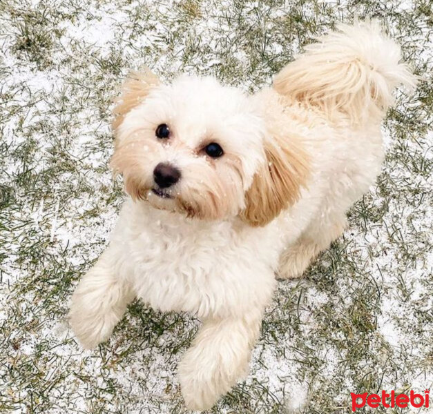 Maltese, Köpek  Larin fotoğrafı