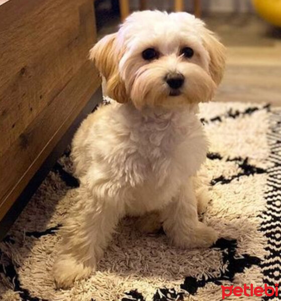 Maltese, Köpek  Larin fotoğrafı