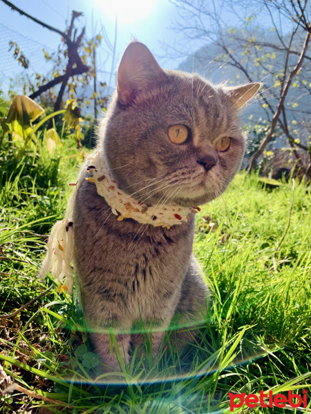 Scottish Fold, Kedi  Haşmet fotoğrafı