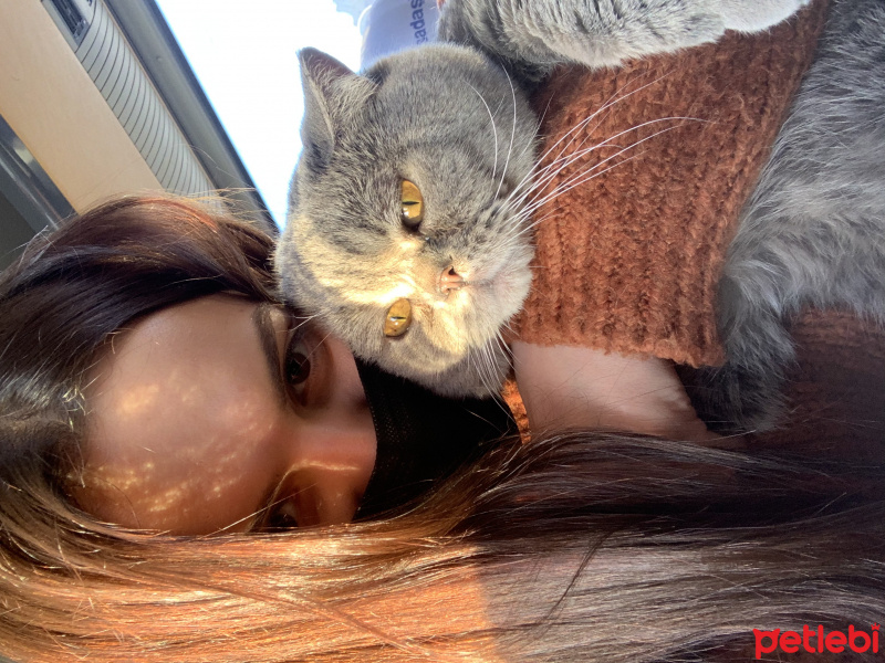 Scottish Fold, Kedi  Haşmet fotoğrafı