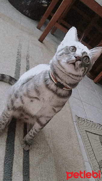 Tekir Kedi, Kedi  Marsel fotoğrafı