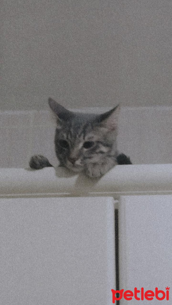 Tekir Kedi, Kedi  Marsel fotoğrafı