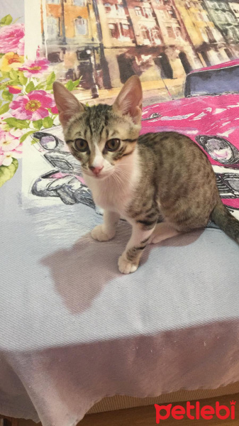 Tekir Kedi, Kedi  Leo fotoğrafı