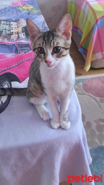 Tekir Kedi, Kedi  Leo fotoğrafı