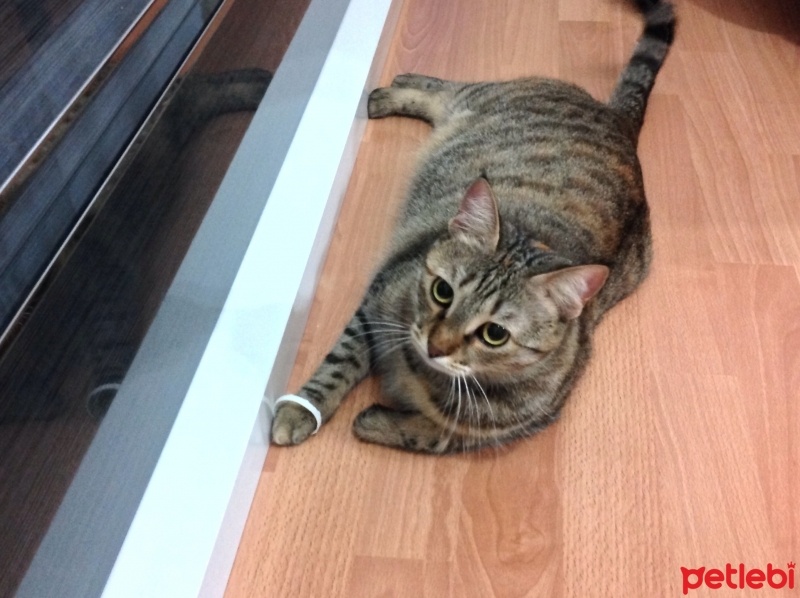 Tekir Kedi, Kedi  İrma fotoğrafı