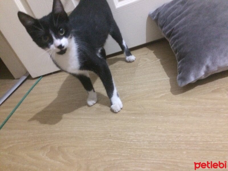 Soke, Kedi  Mıncırhan fotoğrafı