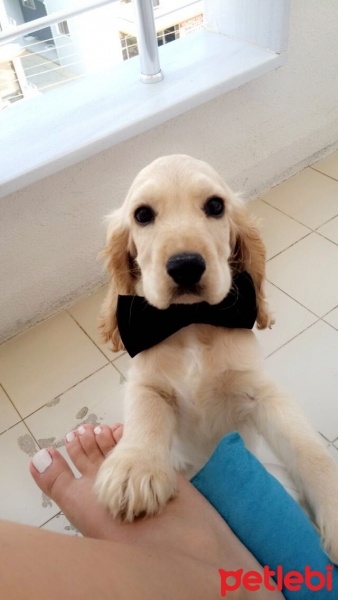 Amerikan Cocker Spaniel, Köpek  Odin fotoğrafı