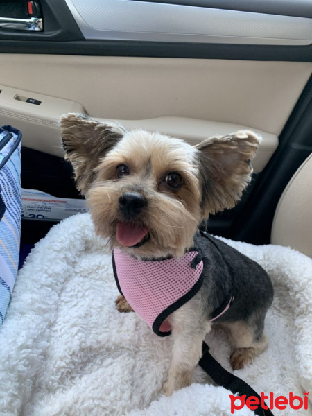 Yorkshire Terrier, Köpek  Maya fotoğrafı