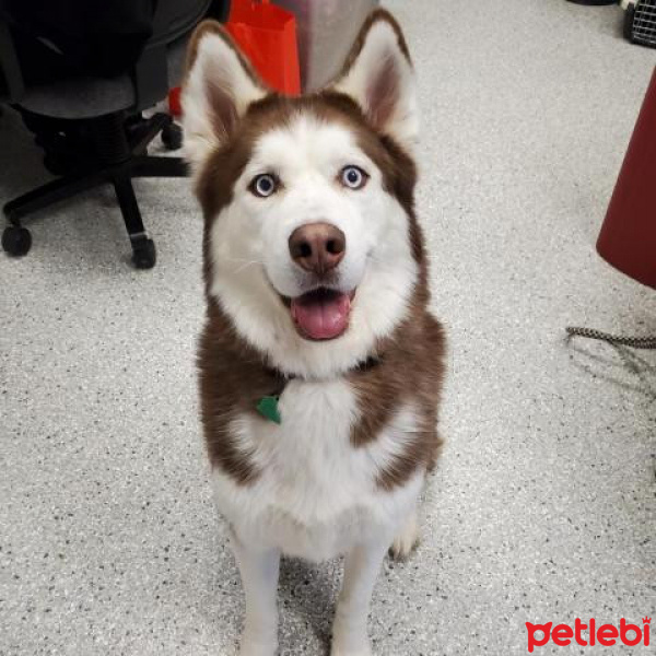 Sibirya Kurdu (Husky), Köpek  Romeo fotoğrafı