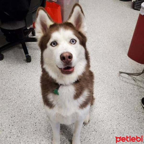 Sibirya Kurdu (Husky), Köpek  Romeo fotoğrafı