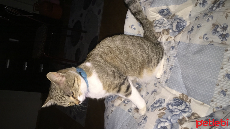 Tekir Kedi, Kedi  Lucy fotoğrafı