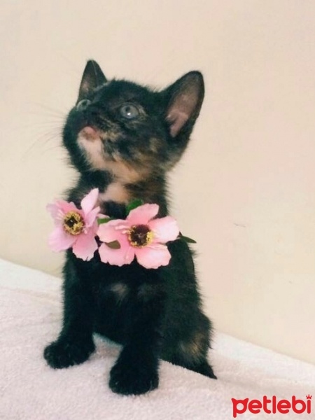 Bombay, Kedi  Çiçek kızımız fotoğrafı