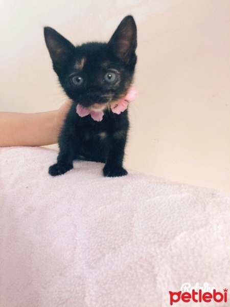 Bombay, Kedi  Çiçek kızımız fotoğrafı