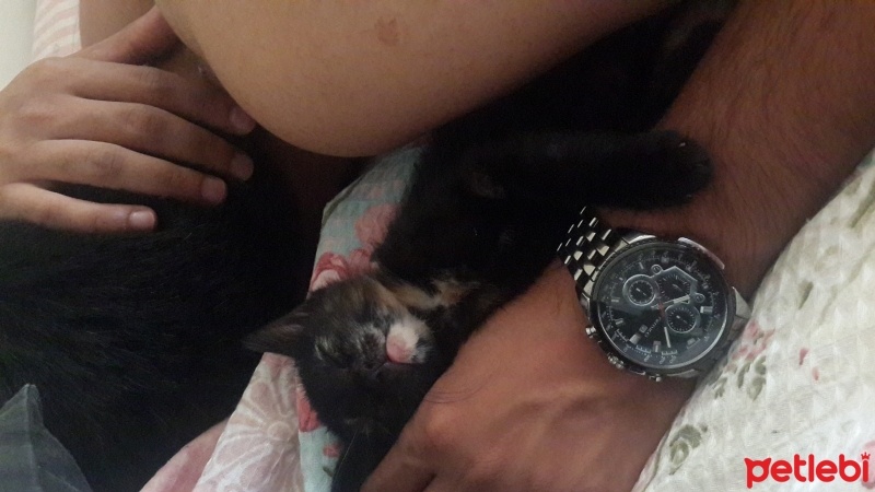 Bombay, Kedi  Çiçek kızımız fotoğrafı