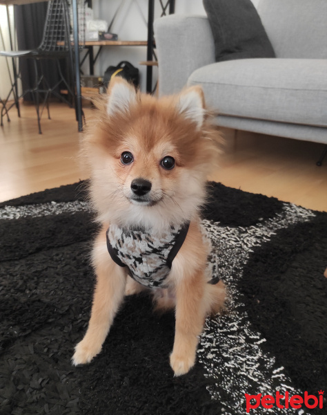 Pomeranyalı, Köpek  Pablo fotoğrafı