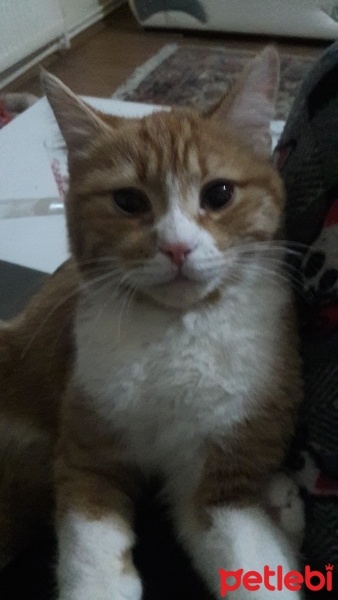 Tekir Kedi, Kedi  kedoş fotoğrafı