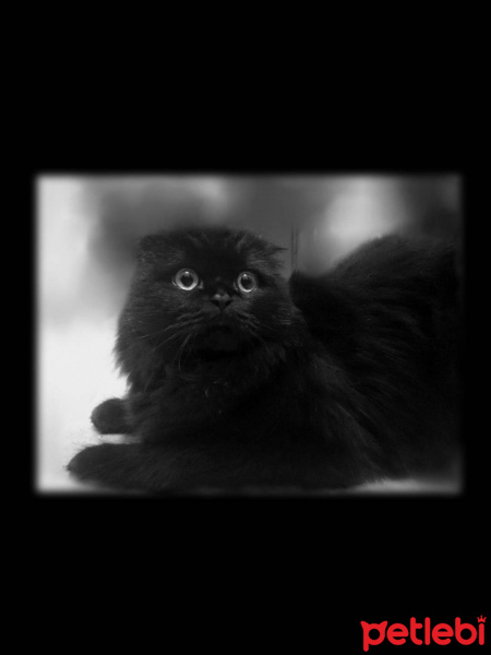 Scottish Fold, Kedi  Böcü fotoğrafı