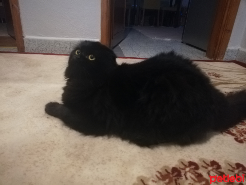 Scottish Fold, Kedi  Böcü fotoğrafı