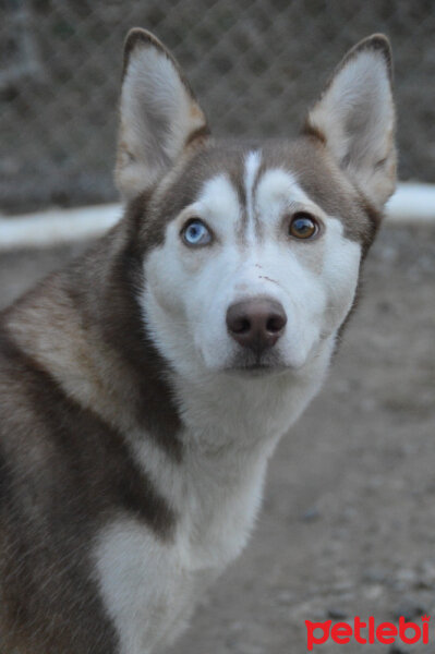 Sibirya Kurdu (Husky), Köpek  Maxi fotoğrafı