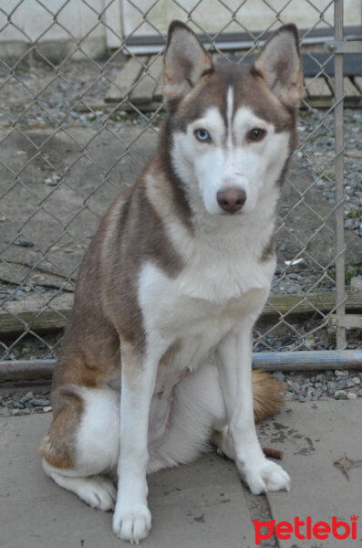 Sibirya Kurdu (Husky), Köpek  Maxi fotoğrafı