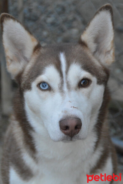 Sibirya Kurdu (Husky), Köpek  Maxi fotoğrafı