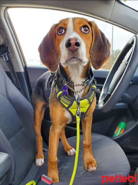 Beagle, Köpek  Tomas fotoğrafı