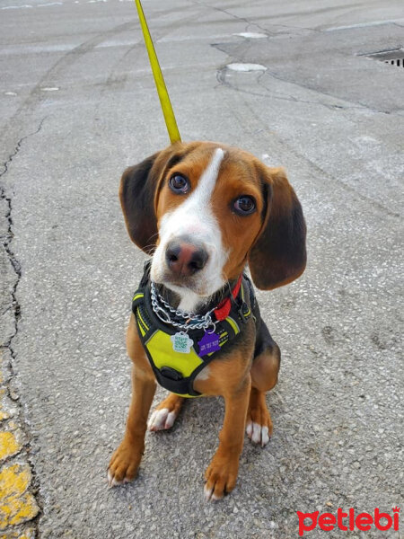 Beagle, Köpek  Tomas fotoğrafı