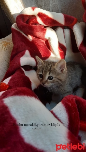 Tekir Kedi, Kedi  Kavun fotoğrafı