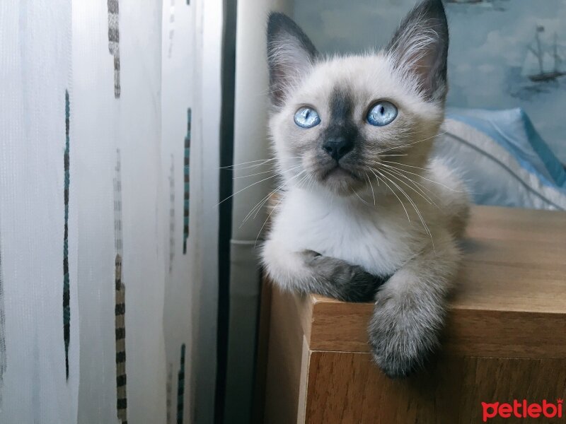 Siyam Kedisi, Kedi  Mischa fotoğrafı