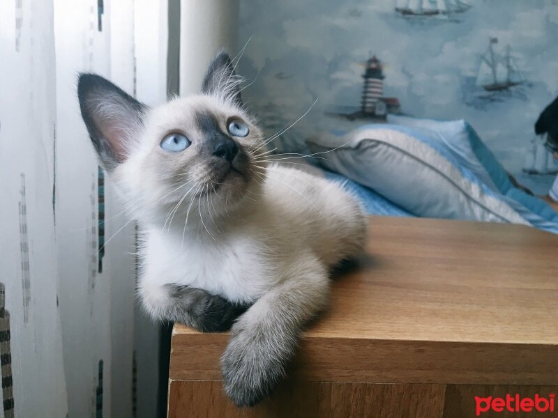 Siyam Kedisi, Kedi  Mischa fotoğrafı