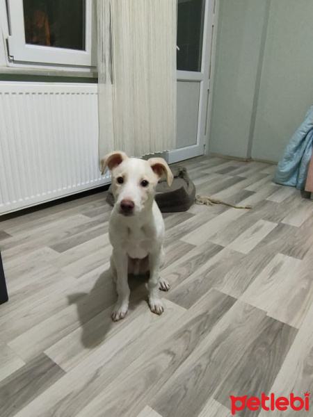 Labrador Retriever, Köpek  PAMUK fotoğrafı