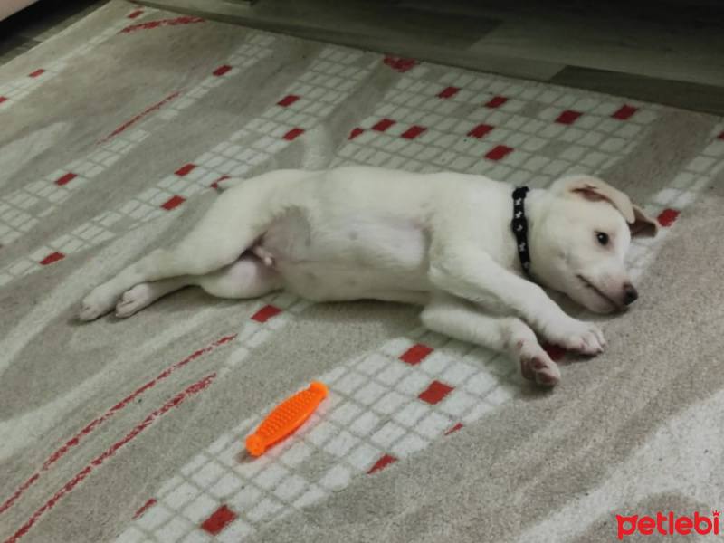 Labrador Retriever, Köpek  PAMUK fotoğrafı