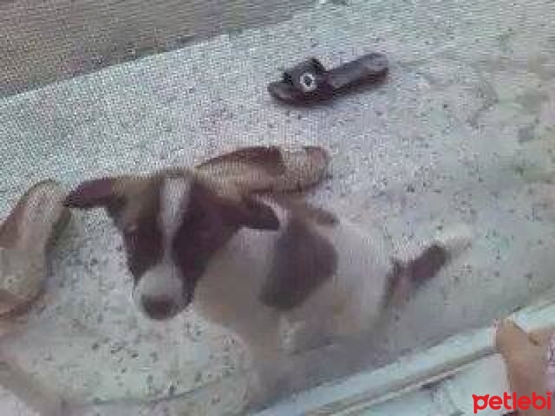 Sokö (Sokak Köpeği), Köpek  Ponçik fotoğrafı