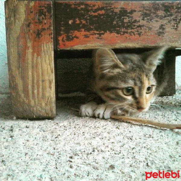 Tekir Kedi, Kedi  Fıstık fotoğrafı