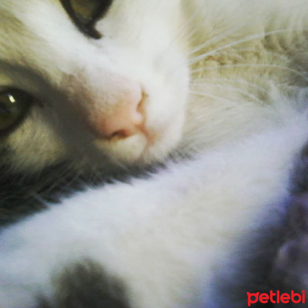 Tekir Kedi, Kedi  Pamuk fotoğrafı