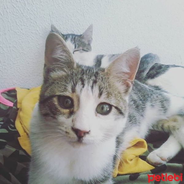 Tekir Kedi, Kedi  Boncuk fotoğrafı