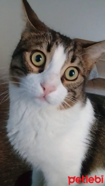 Tekir Kedi, Kedi  Bulut fotoğrafı