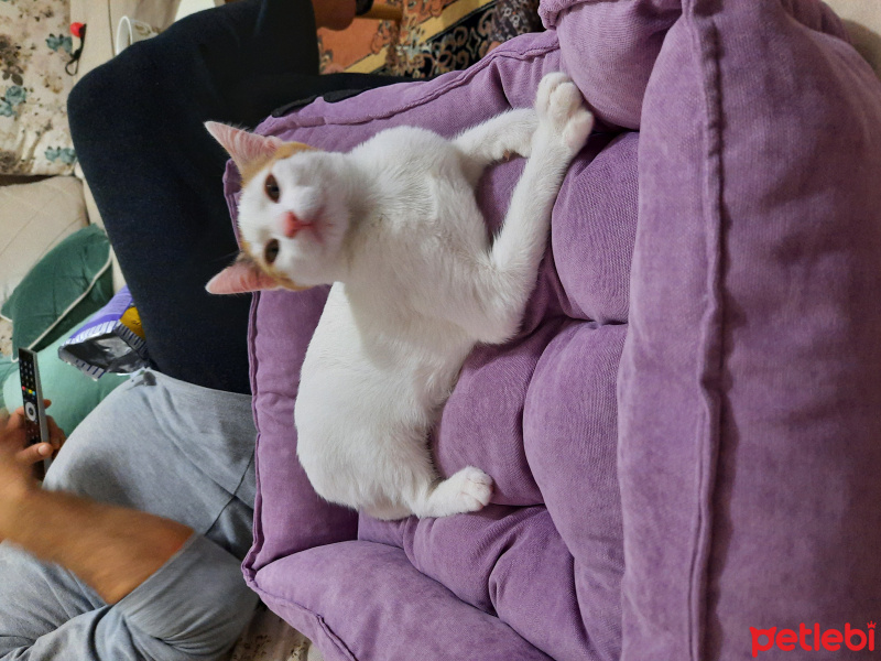 Tekir Kedi, Kedi  Pamuk fotoğrafı