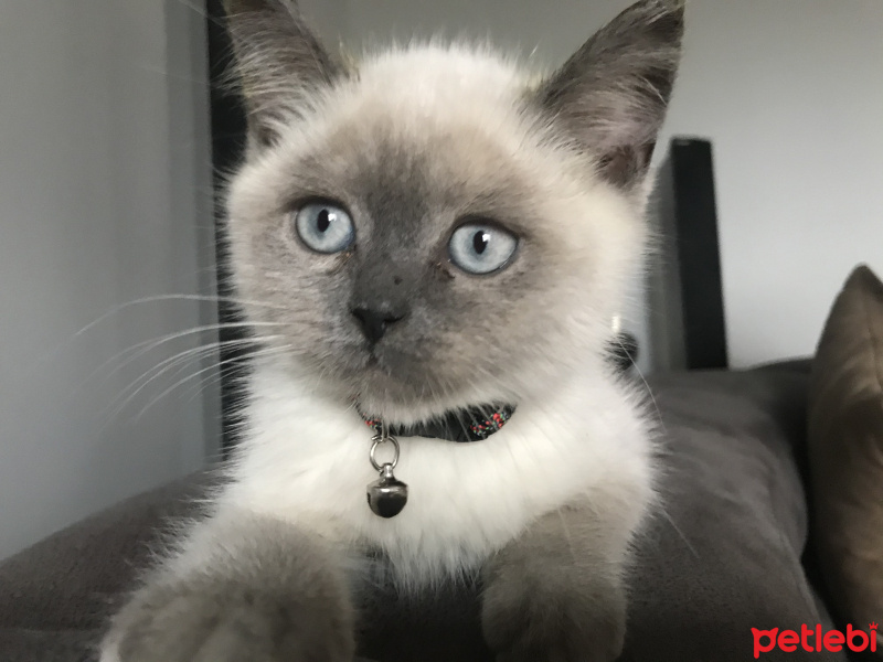 British Shorthair, Kedi  Çiko fotoğrafı