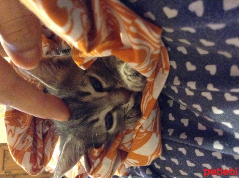 Tekir Kedi, Kedi  Yok fotoğrafı