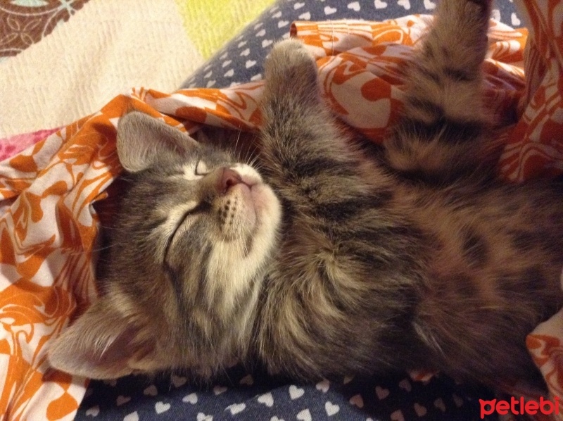 Tekir Kedi, Kedi  Yok fotoğrafı