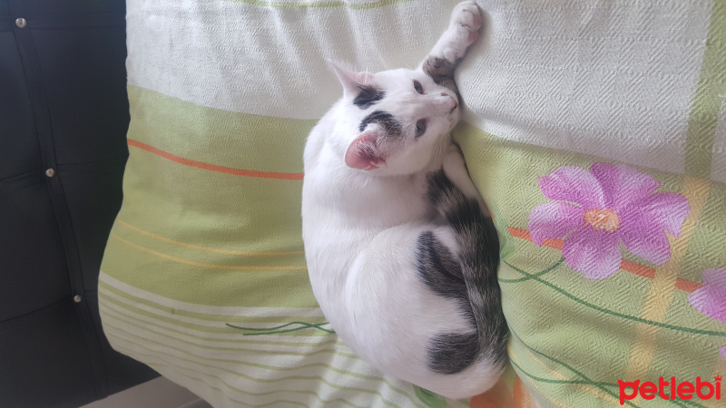 Tekir Kedi, Kedi  Pamuk fotoğrafı