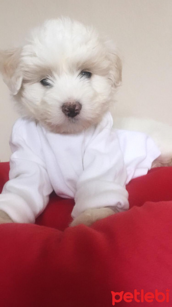 Maltese, Köpek  Latte fotoğrafı