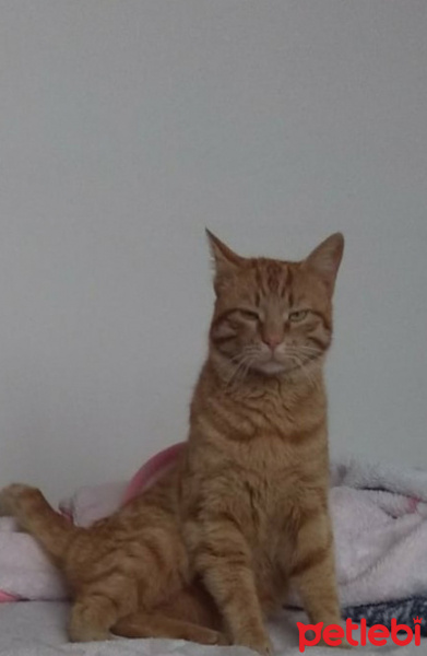 Sarman, Kedi  kumralım fotoğrafı