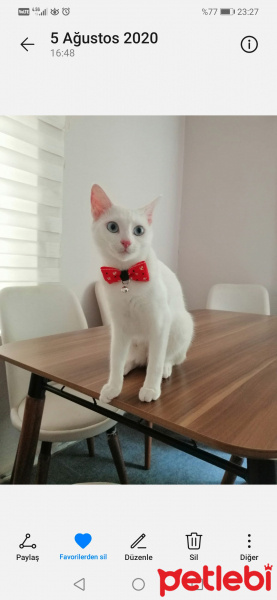 Ankara Kedisi, Kedi  Pati fotoğrafı