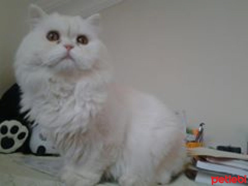 İran Kedisi (Persian), Kedi  Lokum fotoğrafı