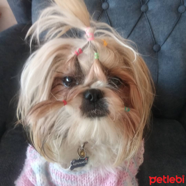 Shih Tzu, Köpek  Shila fotoğrafı