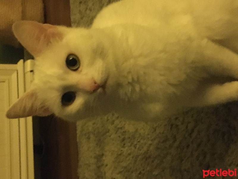 Ankara Kedisi, Kedi  Miu fotoğrafı