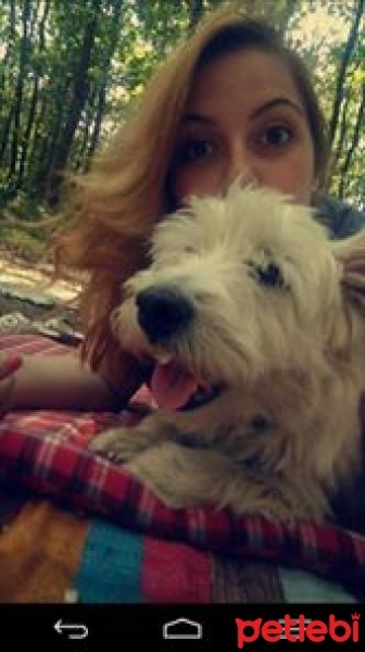 Avustralya Terrier, Köpek  KRAL fotoğrafı