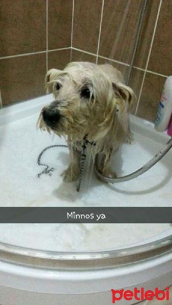 Avustralya Terrier, Köpek  KRAL fotoğrafı